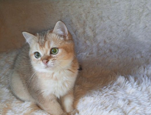 Котик «Золота шотландська шиншила»