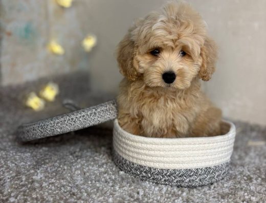 Малюк мальтіпу - справжнє диво.