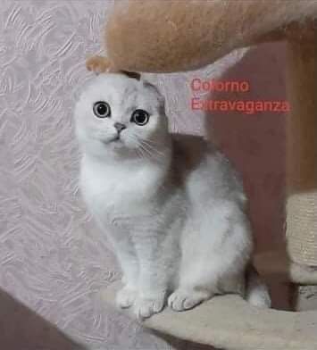 Сріблястий Каспер: лагідний хлопчик породи Скотіш-фолд