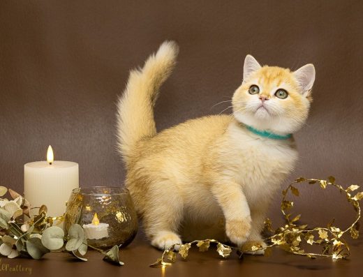 Британська кішечка Еллі «Золота шиншила»