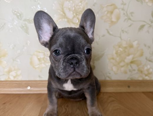 Blue tan цуценята французького бульдога — залишилися неймовірно гарні дівчатка.