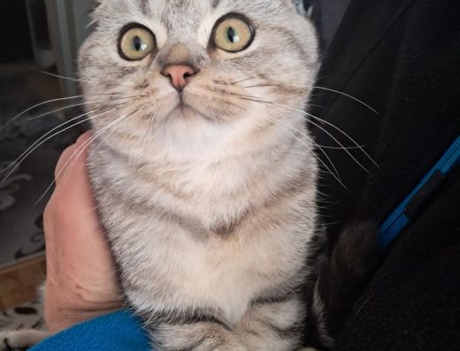 Шотландські малята «Скотіш-фолд»: пухнасті кошенята шукають родину