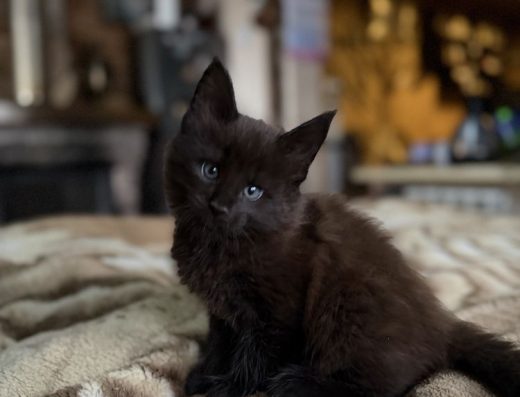 Бронювання кошенят Мейн-кун: породисті малюки з ветпаспортом