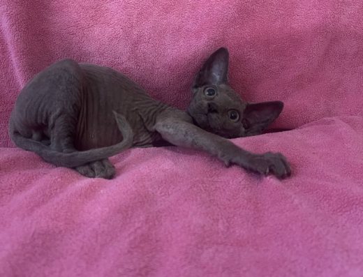 Канадський сфінкс: розумний та ласкавий хлопчик