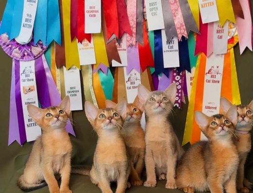 Високопородні абіссинські кошенята: шоу-клас від чемпіонів