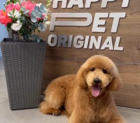 Грумінг-бутик “Happy Pet Original”