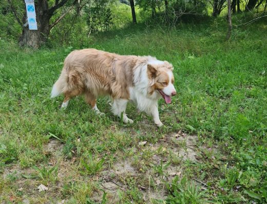 Ветеринарна Клиника – Калоян Йорданов