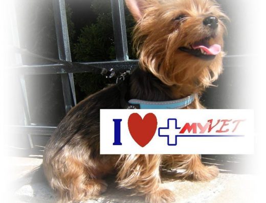 Ветеринарна клиника „Май Вет“, Младост