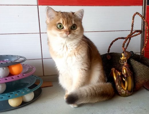 Британські золоті шиншили, довгошерсті кошенята.