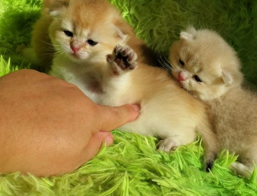 Лагідні, плюшеві манюні. Кошенята забарвлення золота шиншила.