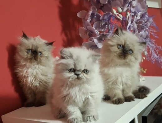 Пухнасті клубочки щастя