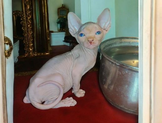 Канадський сфінкс хлопчик