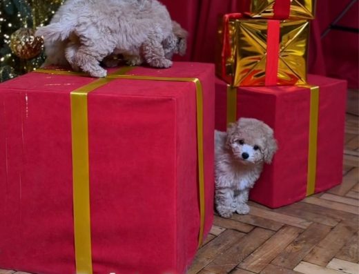 Дівчатка гарні яскраві карамельні цуценята мальтіпу ф1. МАЛЬТІПУ ф1