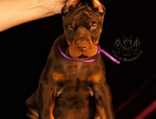 Топ доберман діти