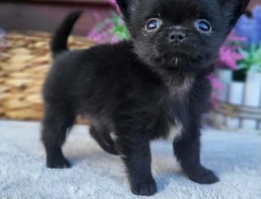 Чихуахуа міні, чорного окрасу.