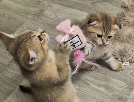 Висловухий, висловуха, прямоухий, шотландці, кошеня, кішечка