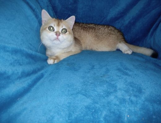 Тільки для цінителів моди - хлопчик золотої шиншили.