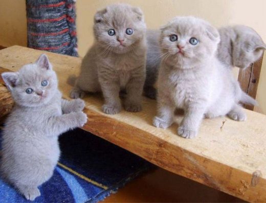 Шотландські кошенята.