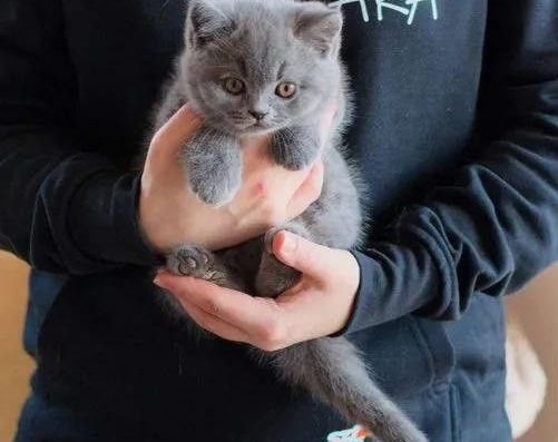 Британські плюшеві кошенята.