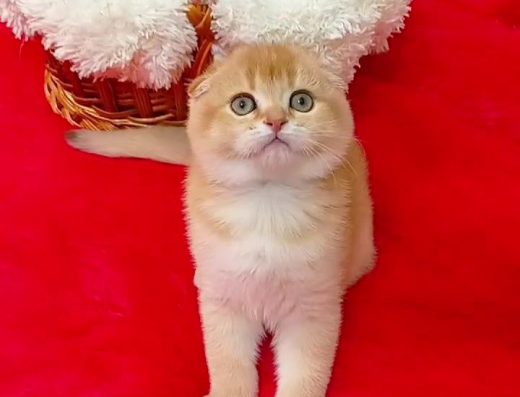 Нереально красива дівчинка золота шиншила.