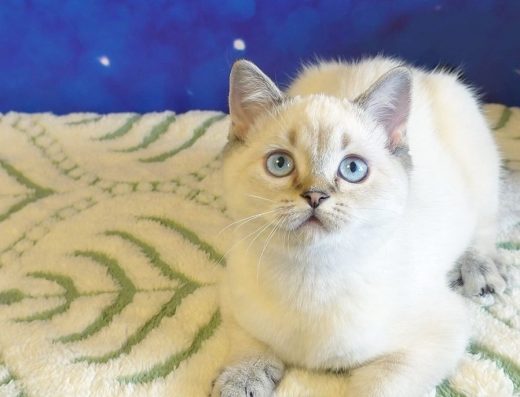 Шотландська дівчинка.