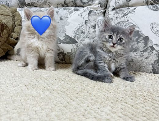 Цінителям краси!