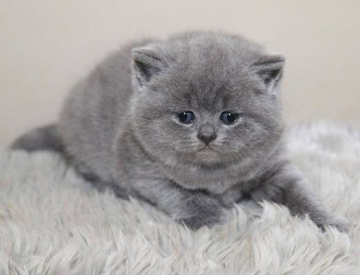 Милий хлопчик.