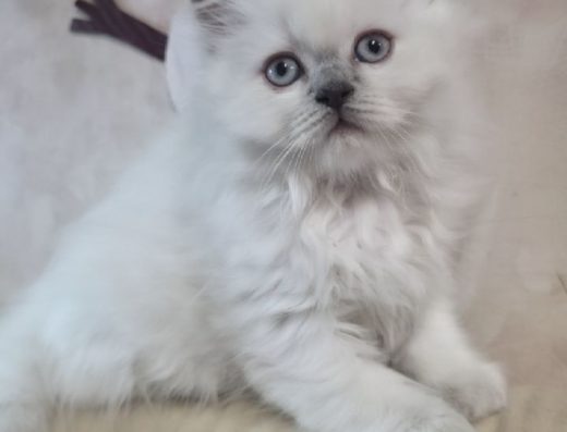 Кошенята шотландські