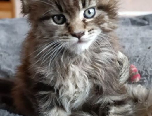 Мейн-кун, кошеня-хлопчик