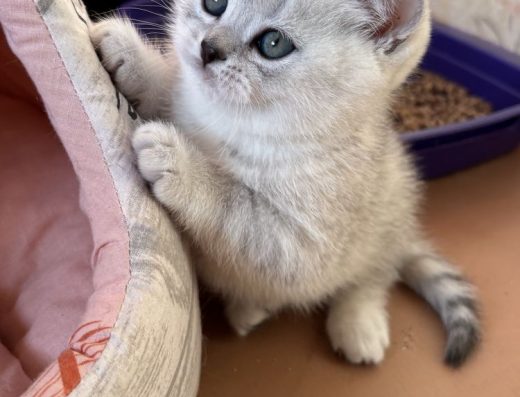 Хлопчик скотіш-страйт серебриста шиншила табі