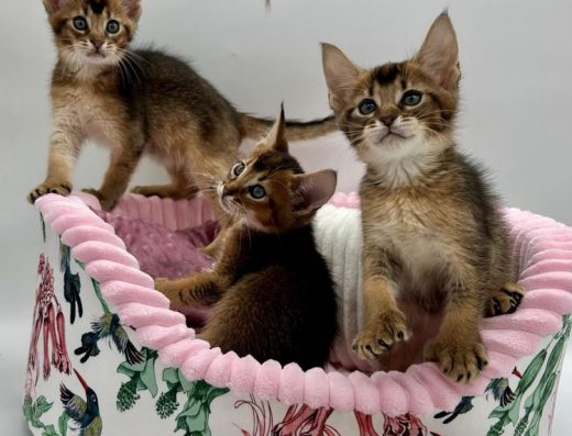 Абіссінка, дівчинка.