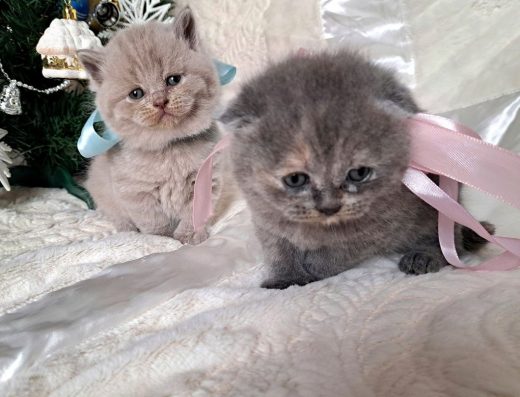 Кошенята шотландської породи висловушки та прямовушки