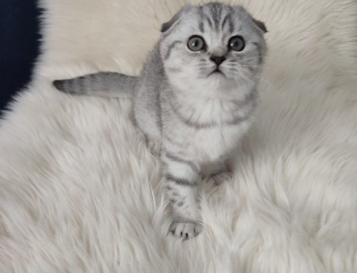 Шотландські кошенята, забарвлення «віскас», кошеня.