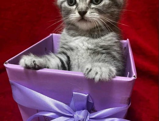 Пухнастий антистрес, мраморні табі