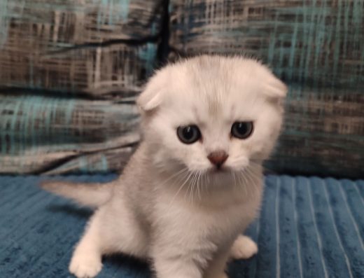 Пухнасте щастя шукає родину