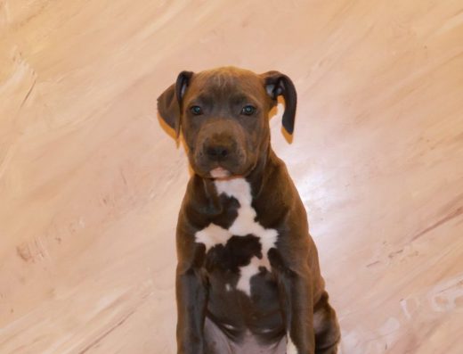 Цуценята від елітної пари. З родоводом.