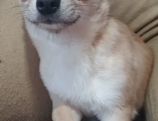 Гладкошерстий хлопчик чихуахуа.