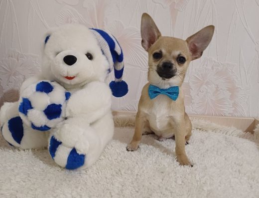 Чихуахуа міні собачка