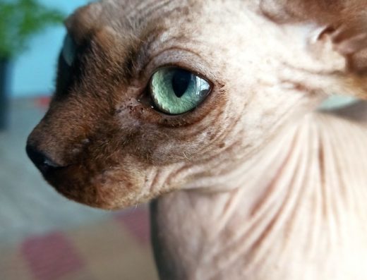 Кошеня канадський сфінкс