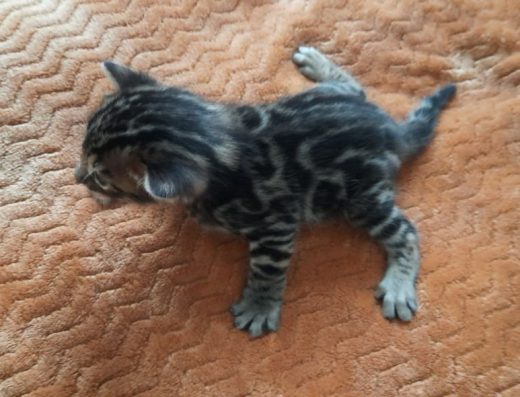 Бенгальські коти