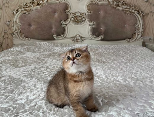 Шотландський котусик золота шиншила..Шотландські висловухі кошенята
