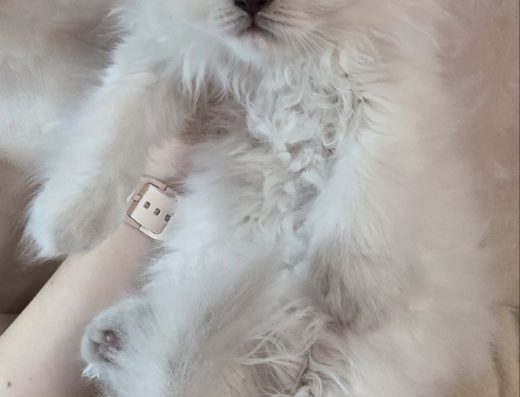 Кошенята шотландські