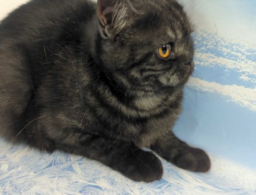 Шотландська кішечка