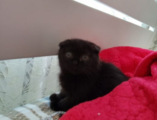 Киця шукає свою сім'ю