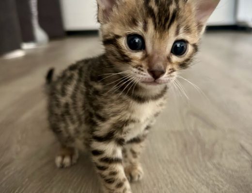 Бенгальські кошенята