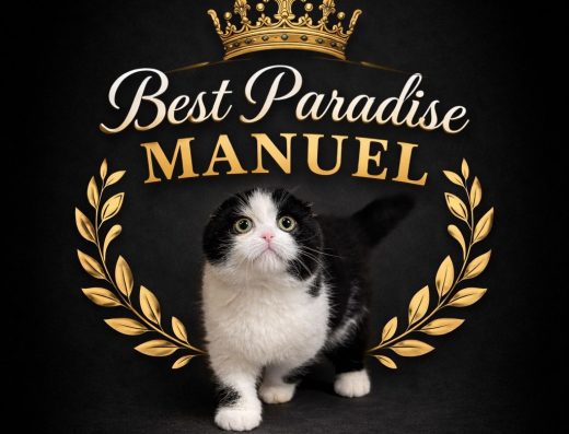 Шотландський висловухий хлопчик