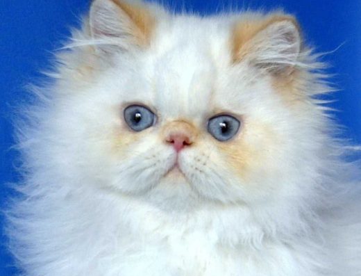 Персидский мальчик гималайский, привит 6 месяцев