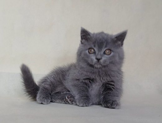 Манчикін, дівчинка, 2 місяці.