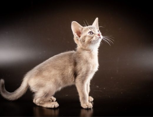 Абіссинські кошенята блакитного та дикого забарвлення.