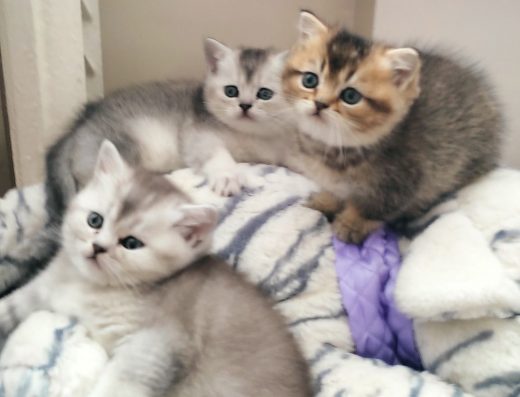 Кошенята.Шотландці.Скотіш страйт